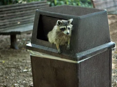 SmolRaccoons's Photo SmolRaccoons's Photo