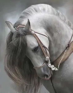 HORSE13