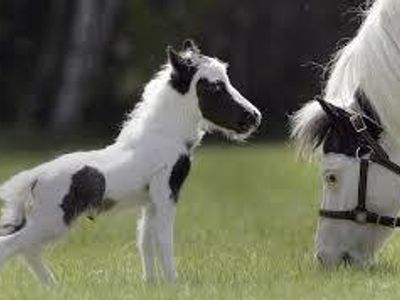 This horse is tiny!