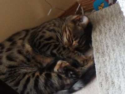 Snooze cat 2#