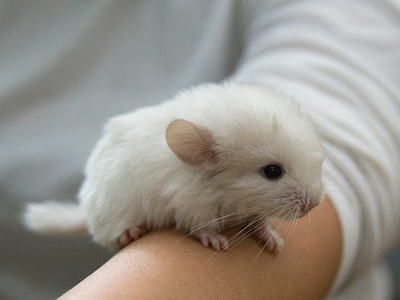 Alexis: Shady got me a new pet. ^-^