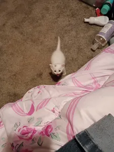 He's screaming at me rn