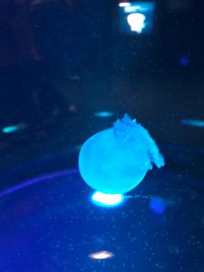 bloooop jellyfoosh