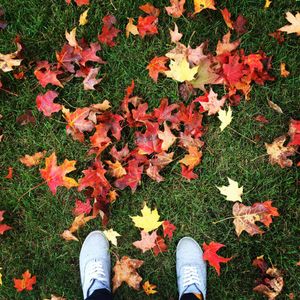 Autumn leaves ??