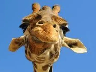 DanaeTheCrazyGiraffe