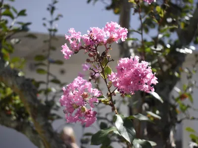 cherrypetals
