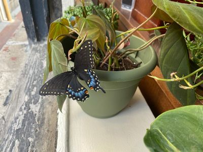 bro flew in the window of my apartment and stayed on this plant all night