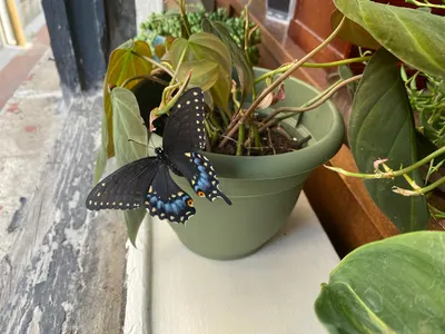 bro flew in the window of my apartment and stayed on this plant all night