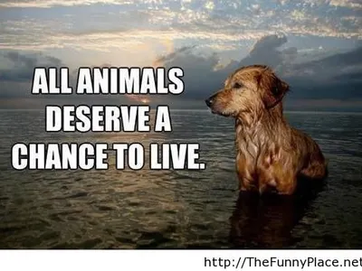 AnimalLoverFA