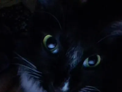 spycat