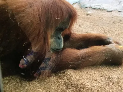 In San Diego zoo, mutations...