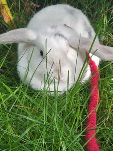 Bun