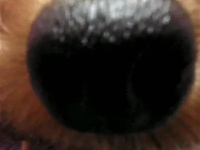 Dank the dog nose :D