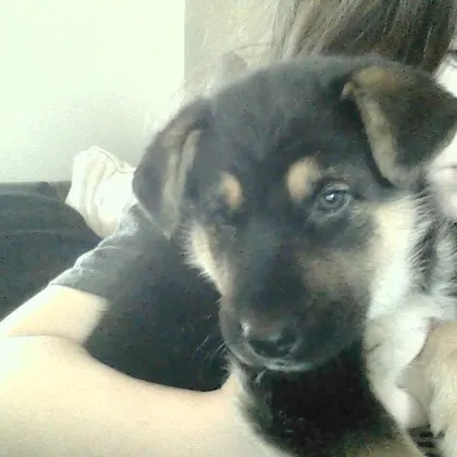 Borrus.