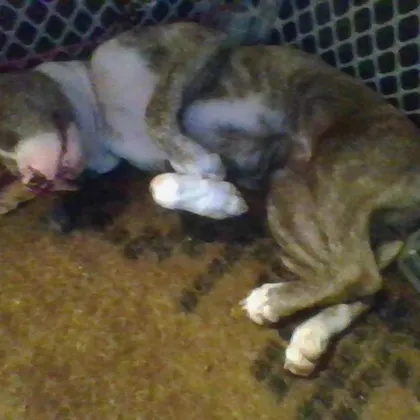 Yall y my dog sleep like she got by a car.. 😭