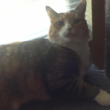 Missy Kitty