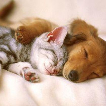 Let's face it cats and dogs are both pretty cute ?
