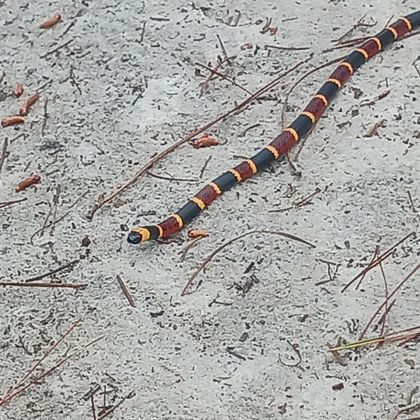 Micrurus tener (Texas Coralsnake)