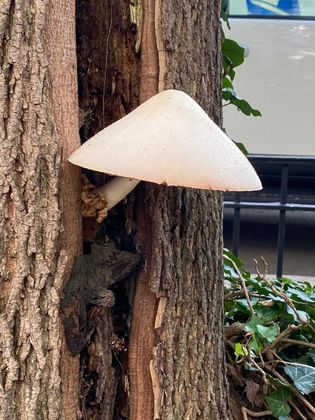 shroomp