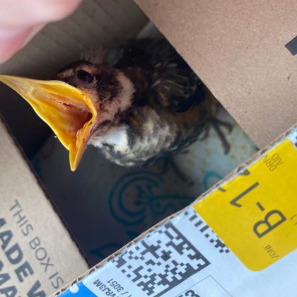 muppetlooking ass baby bird i rescued from my cat