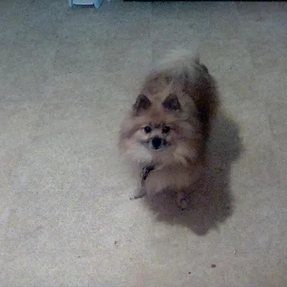 Roo the Dog