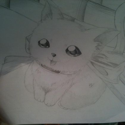Lost Kitty Is Looking For An Owner
