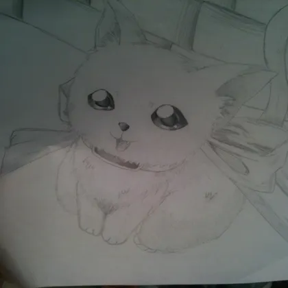 Lost Kitty Is Looking For An Owner