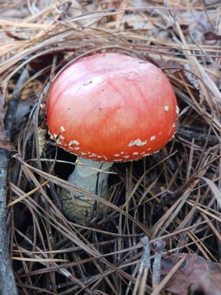 Amanita muscaria