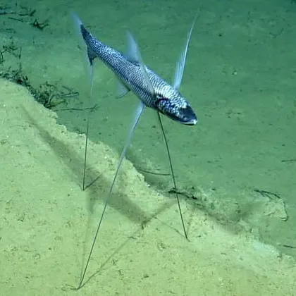 look at this weirdo with his dainty legs (tripod fish)