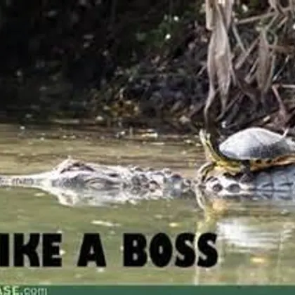 If i was a turtle, this would be me, oh wait i am...