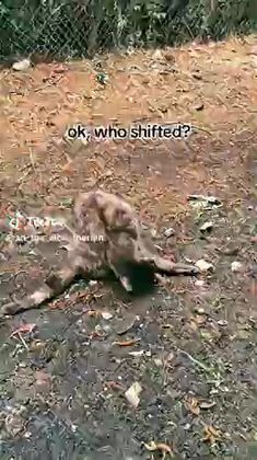 some vid I forgot to post yesterday (starring bingo<3)
