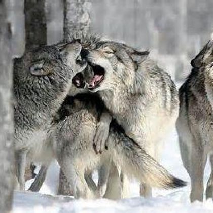 wolfs <3