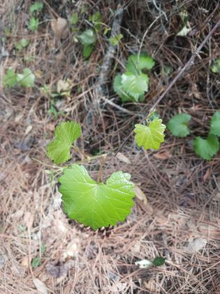 Vitis rotundifolia
