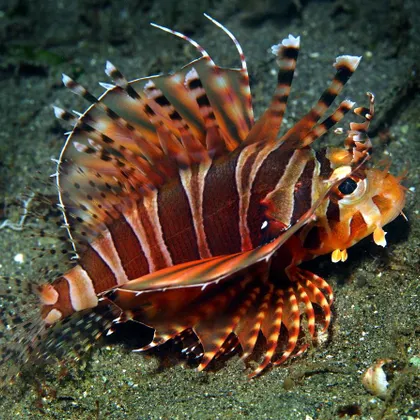 very fashionable, but no touch (zebra lion fish)