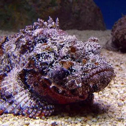 weird uncle vibes (stonefish)
