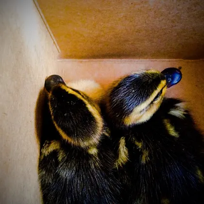 Ducklings, Rhett and Link.