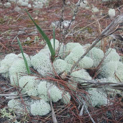 Cladonia evansii