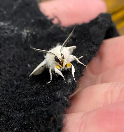 moth i found
