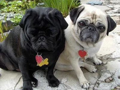 Awesome Pugs Awesome Pugs