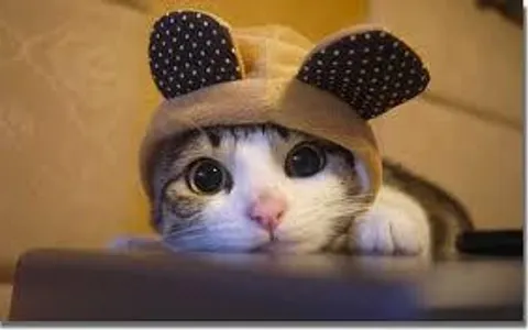 Kitty Kitty cat kitty so cute Kitty Kitty cat kitty so cute