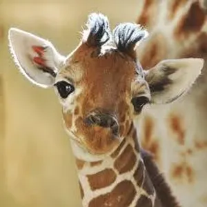the giraffe page!