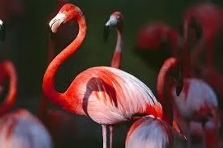 Do you like flamingos? Do you like flamingos?