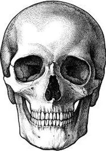 which skull do you like?