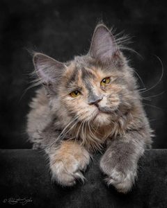 How cute are Maine Coon's? How cute are Maine Coon's?
