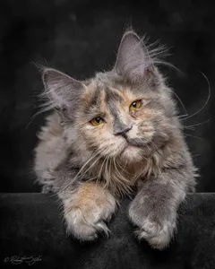 How cute are Maine Coon's?