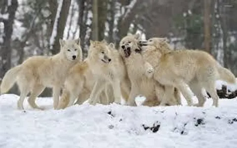How long do you think you can survive As a wolf in A very hungry pack?