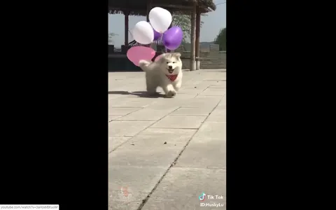 Is this puppy real or not