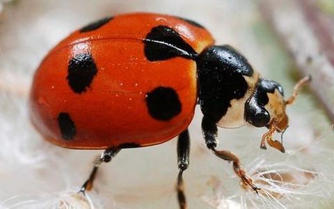 Favorite type of bug? Favorite type of bug?