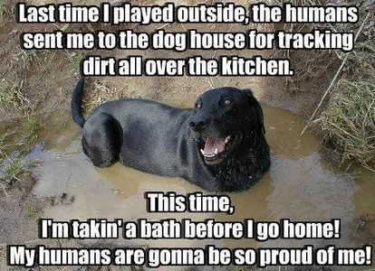 what dog breed is your favorite? what dog breed is your favorite?