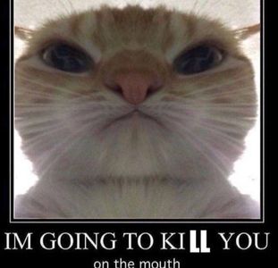 if this was dongusrongus which of us would murder somebody first if this was dongusrongus which of us would murder somebody first